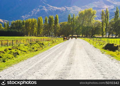 Picturesque landscape. Natural landscape of New Zealand alps and road