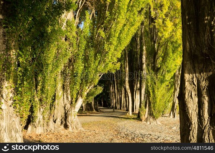 Picturesque landscape. Natural landscape of New Zealand forest path
