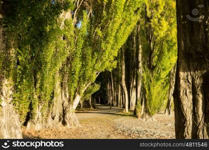 Picturesque landscape. Natural landscape of New Zealand forest path