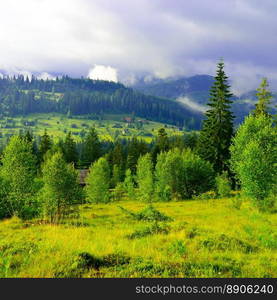 Picturesque mountain valley covered with forest and dense fog in background.