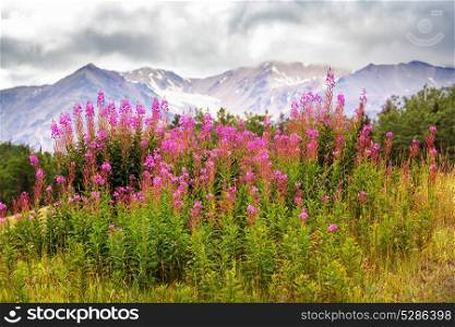 Picturesque Mountains of Alaska in summer. Snow covered massifs, glaciers and rocky peaks.