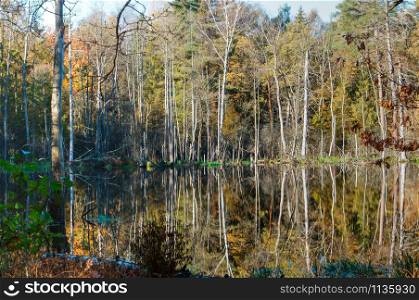 picturesque pond in the forest, autumn forest and lake. autumn forest and lake, picturesque pond in the forest