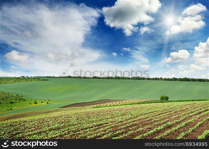 picturesque rural landscape with a green spring field lit by the rays of a bright sun