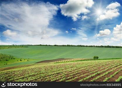 picturesque rural landscape with a green spring field lit by the rays of a bright sun