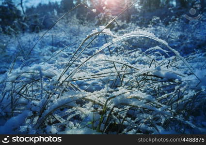 Picturesque snow-covered forest in the winter