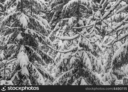 Picturesque snow-covered forest in the winter