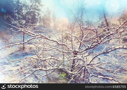 Picturesque snow-covered forest in the winter