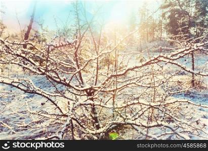 Picturesque snow-covered forest in the winter