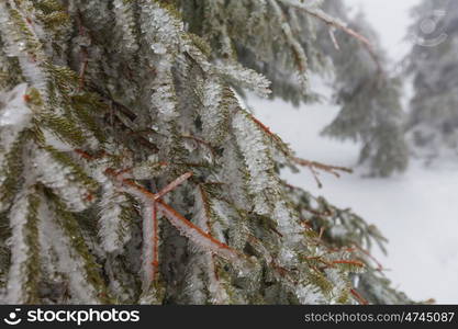 Picturesque snow-covered forest in the winter