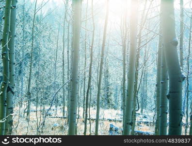 Picturesque snow-covered forest in the winter