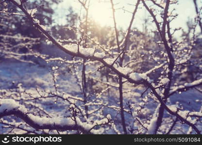 Picturesque snow-covered forest in the winter