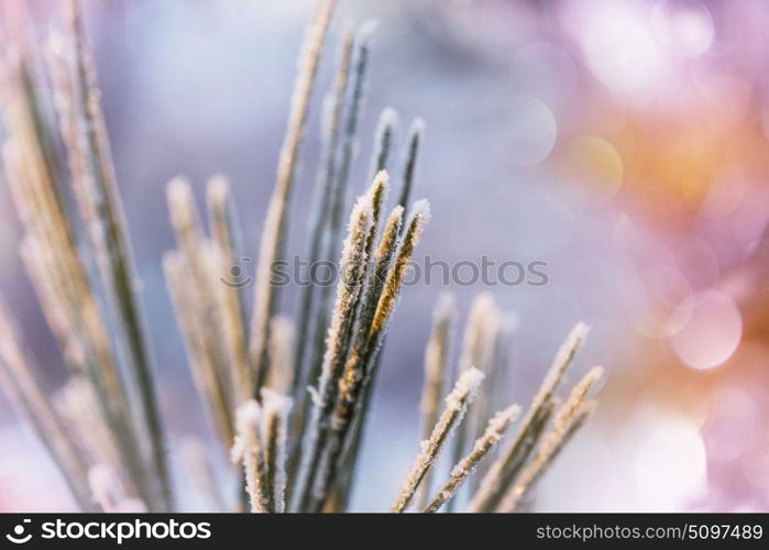 Picturesque snow-covered forest in the winter