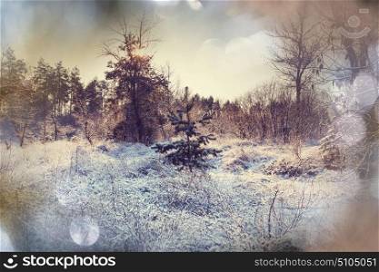 Picturesque snow-covered forest in the winter