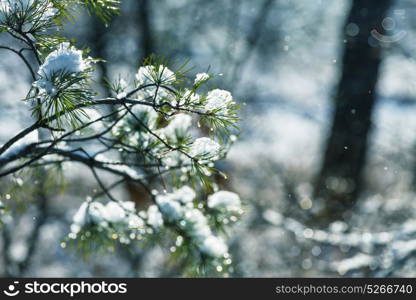 Picturesque snow-covered forest in the winter