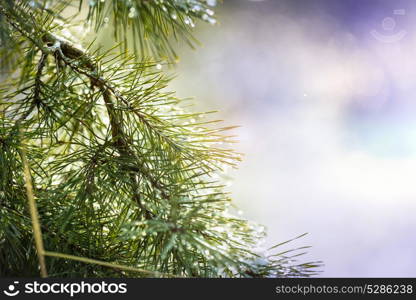 Picturesque snow-covered forest in the winter