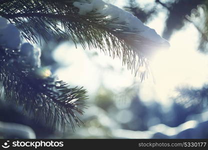 Picturesque snow-covered forest in the winter