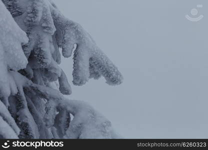 Picturesque snow-covered forest in the winter