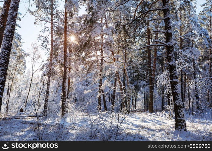 Picturesque snow-covered forest in the winter