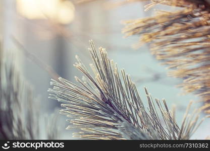 Picturesque snow-covered forest in the winter