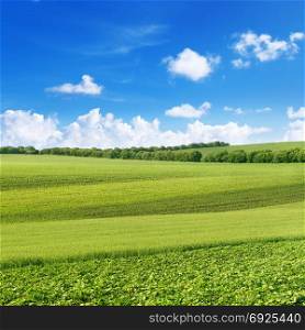 Picturesque spring field from different agricultural crops