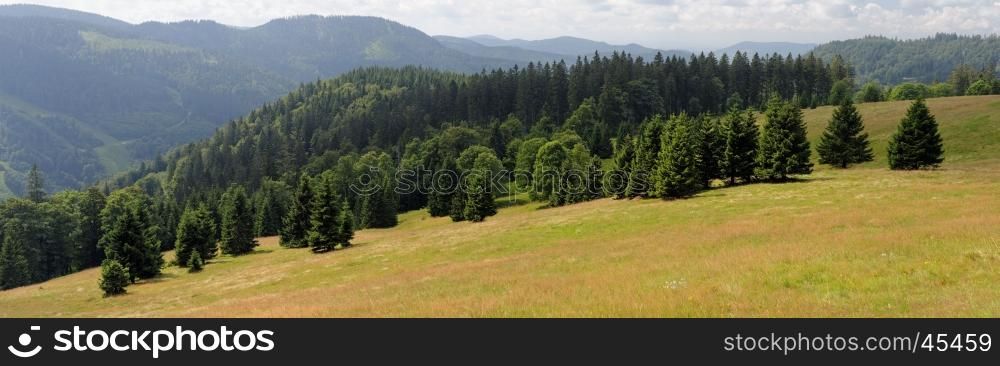 Picturesque spruce grove on slope of Feldberg mountain in Schwarzwald, Germany
