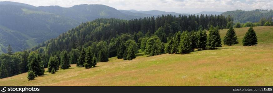 Picturesque spruce grove on slope of Feldberg mountain in Schwarzwald, Germany