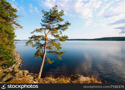 Picturesque stone shore of the island on the lake . Ladoga Skerries, Karelia.. Pine on the edge of the shore of the island on lake Ladoga .