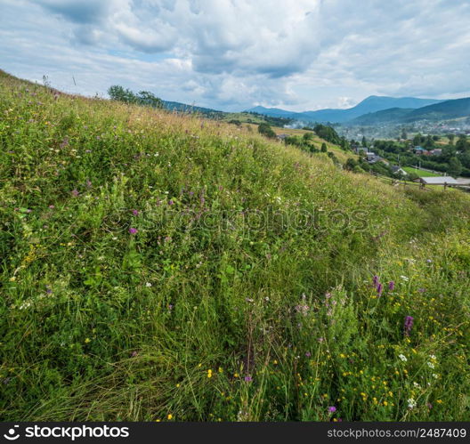 Picturesque summer Carpathian mountain countryside meadows. Abundance of vegetation and beautiful wild flowers.