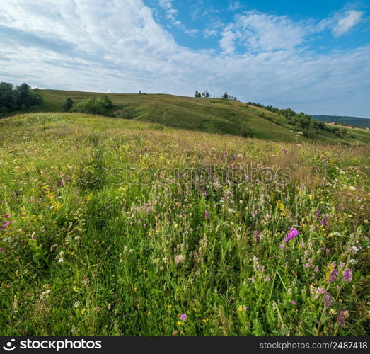 Picturesque summer Carpathian mountain countryside meadows. Abundance of vegetation and beautiful wild flowers.