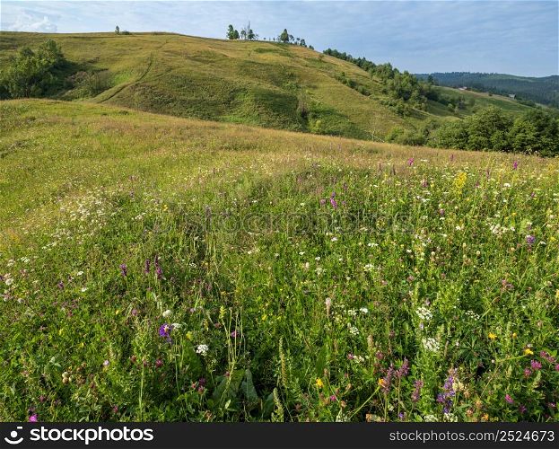 Picturesque summer Carpathian mountain countryside meadows. Abundance of vegetation and beautiful wild flowers.