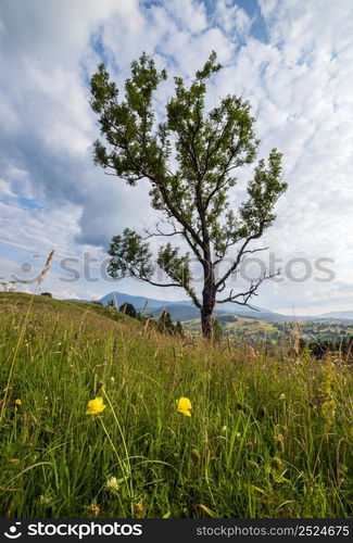 Picturesque summer Carpathian mountain countryside meadows. Abundance of vegetation and beautiful wild flowers.