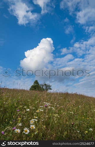 Picturesque summer Carpathian mountain countryside meadows. Abundance of vegetation and beautiful wild flowers.