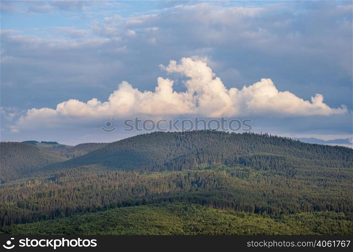 Picturesque summer Carpathian mountain forest view, Ukraine
