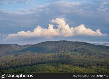 Picturesque summer Carpathian mountain forest view, Ukraine