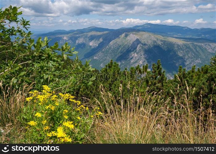 Picturesque summer mountain landscape near Tara Canyon in mountain Durmitor National Park, Montenegro, Europe, Balkans Dinaric Alps, UNESCO World Heritage.