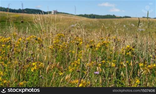Picturesque summer mountain landscape of Durmitor National Park, Montenegro, Europe, Balkans Dinaric Alps, UNESCO World Heritage. Yellow hypericum flowers in front.