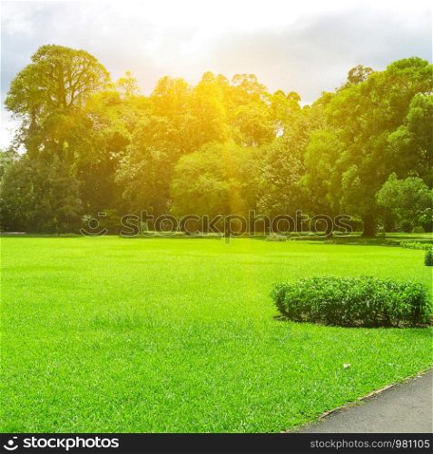 Picturesque summer park with large glade covered grass