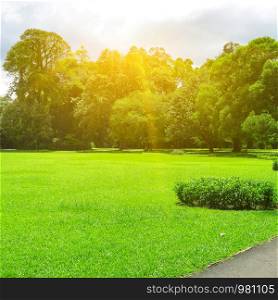 Picturesque summer park with large glade covered grass