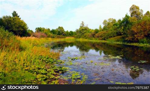 Picturesque summer pond with water-lilies. beautiful summer landscape with picturesque pond with water-lilies