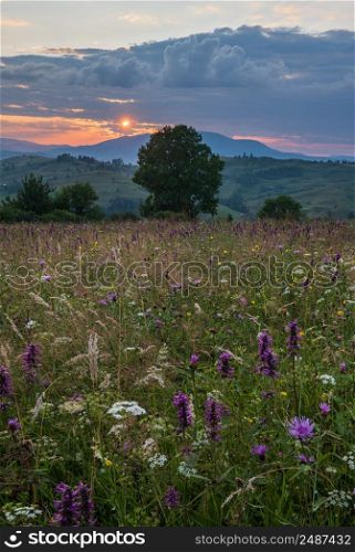 Picturesque summer sunset Carpathian mountain countryside meadows. Abundance of vegetation and beautiful wild flowers.