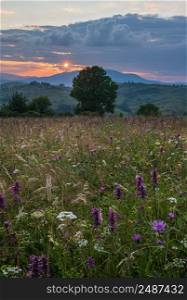 Picturesque summer sunset Carpathian mountain countryside meadows. Abundance of vegetation and beautiful wild flowers.