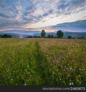 Picturesque summer twilight Carpathian mountain countryside meadows. Abundance of vegetation and beautiful wild flowers.