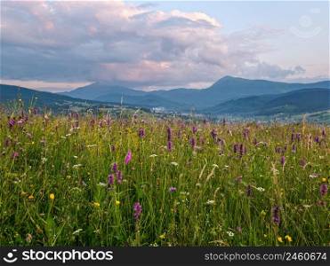 Picturesque summer twilight Carpathian mountain countryside meadows. Abundance of vegetation and beautiful wild flowers. Hoverla and Petros tops in far.