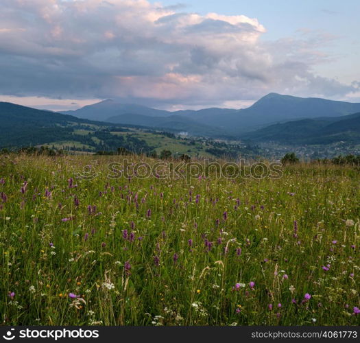 Picturesque summer twilight Carpathian mountain countryside meadows. Abundance of vegetation and beautiful wild flowers. Hoverla and Petros tops in far.