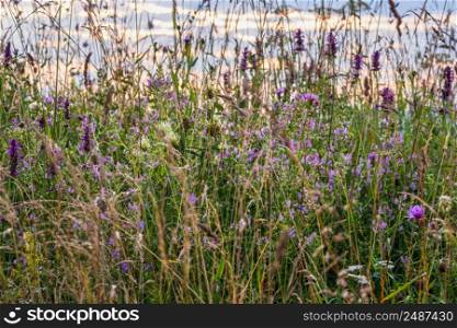 Picturesque summer twilight wild grasses and wild flowers on Carpathian mountains countryside meadow