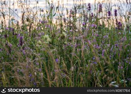 Picturesque summer twilight wild grasses and wild flowers on Carpathian mountains countryside meadow