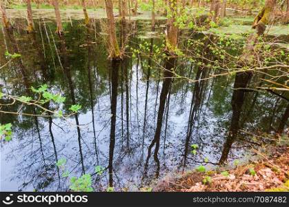 picturesque swamp in the forest, the trees are reflected in the forest pond. the trees are reflected in the forest pond, picturesque swamp in the forest