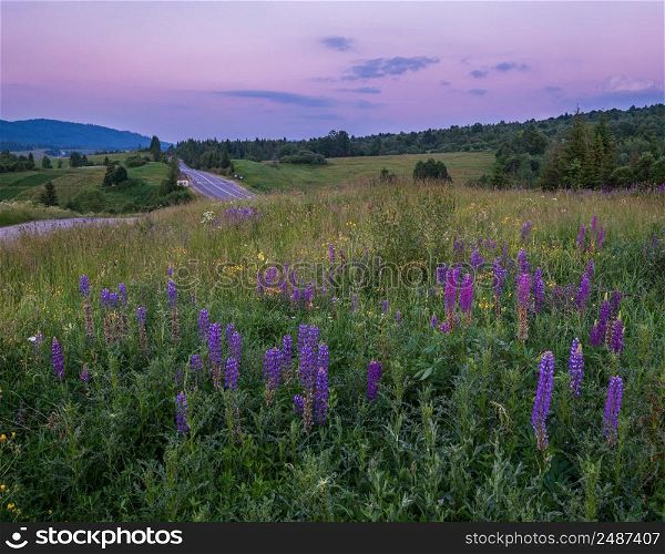Picturesque twilight June Carpathian mountain countryside meadows and highway in far. Abundance of vegetation and beautiful wild flowers.