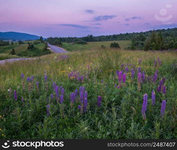 Picturesque twilight June Carpathian mountain countryside meadows and highway in far. Abundance of vegetation and beautiful wild flowers.