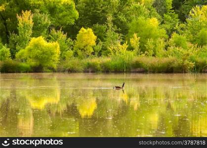 picturesque view of a goose on a lake